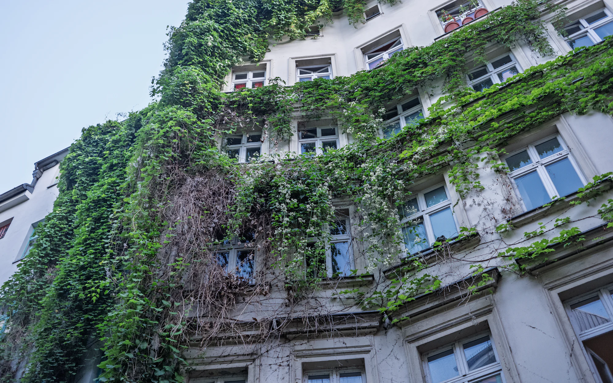 Berliner Altbaufassade mit Efeu, von unten gesehen